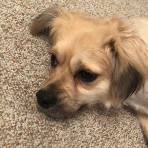 Meet your Posher, Abby